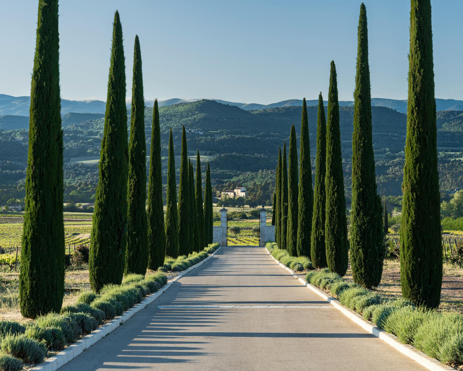 Cypress tree road winding through Tuscany countryside