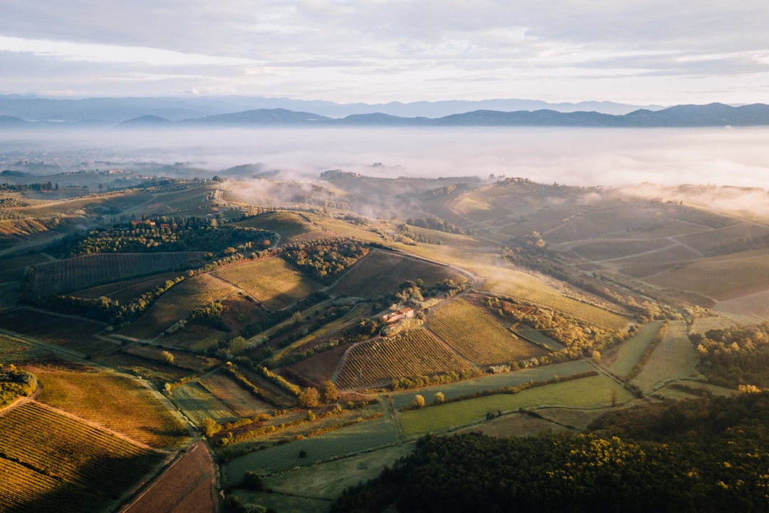 Rolling Tuscan hills covered in vineyards at sunrise